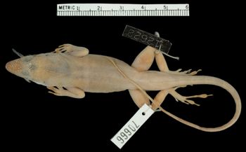 Media type: image;   Herpetology R-70666 Aspect: dorsal